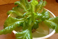 Salat nachwachsen lassen