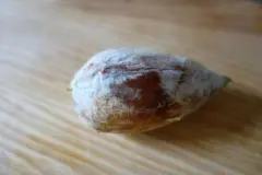 Avocadopflanze aus dem Kern ziehen