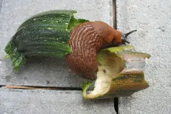 Kaffeesatz im Garten: als D&uuml;nger oder gegen Schnecken & Ameisen