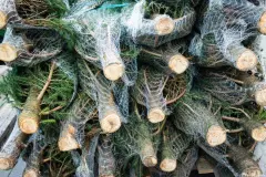 Tipps zum Weihnachtsbaum-Kauf