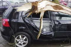 Nach Sturm f&auml;llt ein Ast aufs Auto - was ist zu tun?