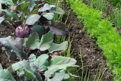 Fruchtfolge und Mischkultur im Garten