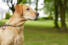 Hundemarken: Gesch&uuml;tzt und klapperfrei