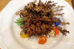 Die Rose von Jericho - das Wunder des Lebens