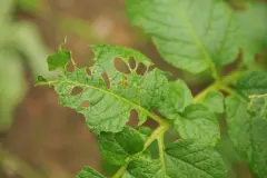 Fra&szlig;spuren im Garten: Sch&auml;dlinge erkennen und bek&auml;mpfen
