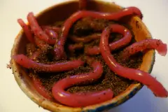 Regenw&uuml;rmer aus G&ouml;tterspeise in Erde aus Schokokeksen