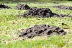 Maulw&uuml;rfe und W&uuml;hlm&auml;use vertreiben