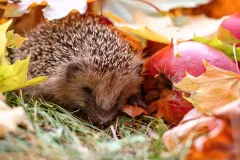 Winter: Was tun f&uuml;r Igel, V&ouml;gel und Co?