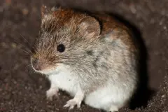 W&uuml;hlm&auml;use ohne Chemie vertreiben