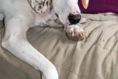 Bez&uuml;ge f&uuml;r Hundebetten waschen