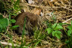 M&auml;use lebend fangen