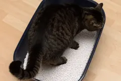 Katzenstreu m&uuml;ffelt? Es muss nicht gleich ausgetauscht werden