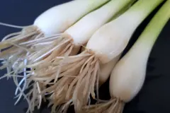 Lauchzwiebeln l&auml;nger frisch halten