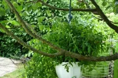 Neue Verwendung f&uuml;r alte Blumenampeln