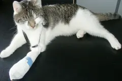 Verband an Katzenpfote vor dem Absch&uuml;tteln sch&uuml;tzen