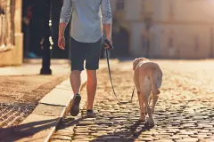 Hunde in der Gro&szlig;stadt