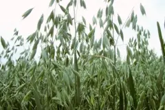 Hafer - die Arzneipflanze des Jahres 2017