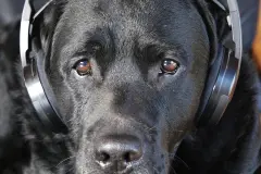 Stressfreies Silvester f&uuml;r deinen Hund und die Familie