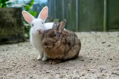 Kaninchen zusammenf&uuml;hren