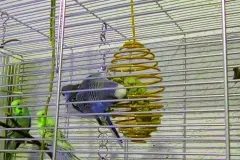 Futterspirale f&uuml;r V&ouml;gel wird zum Turnger&auml;t f&uuml;r Wellensittiche