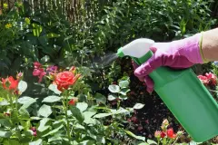 Blattl&auml;use an Rosen g&uuml;nstig loswerden