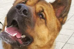 Angst vor Hunden reduzieren
