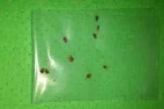 Schildl&auml;use bek&auml;mpfen ohne Mixturen