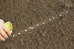 Strauchbohnensaatgut schon vor den Eisheiligen s&auml;en