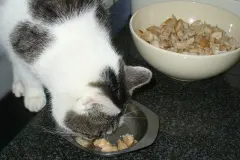 Katzenleckerchen: H&auml;hnchen-/Putenbrustw&uuml;rfel in Kokosfett