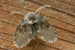 Schmetterlingsm&uuml;cken: Quelle finden und Larven bek&auml;mpfen
