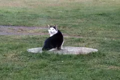 Fl&ouml;he fangen und erledigen