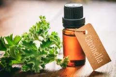 Citronella wirkt sicher gegen Stechm&uuml;cken
