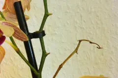 Orchideen: So erfreut man sich an neuen Trieben und Ablegern