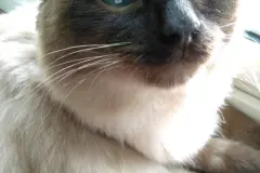 Bei Hitze: Quark f&uuml;r Katzen