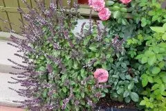 Strauchbasilikum: Tolle Pflanze f&uuml;r Bienen