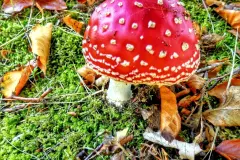 Herbstwald: Balsam f&uuml;r die Seele