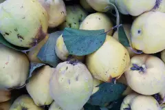 8 Fakten &uuml;ber Quitten