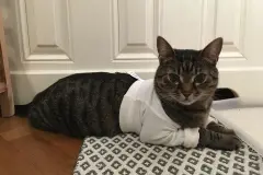 Pfotenverband f&uuml;r die Katze