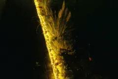 Weihnachtsdeko: Mit Lichterkette das Beet umranden!