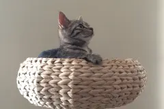 Katzen das Kratzen an M&ouml;beln abgew&ouml;hnen