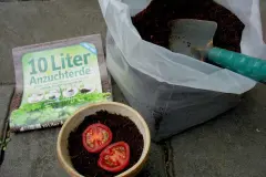 Anzucht von Mini-Rispentomaten
