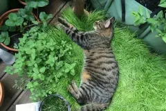 Katzen-Grasbox f&uuml;r den Balkon herstellen