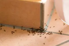 Ameisen im Haus - was wirklich hilft!