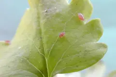 Was Blattl&auml;use nicht m&ouml;gen: Knoblauch