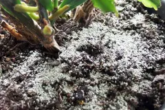 Schimmel auf Blumenerde verhindern