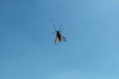 Bei Insektenstichen: Wasser und Speisenatron