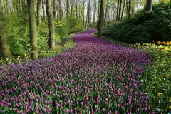 Blumenkalender und essbare Pflanzen Teil 2: Weitere Fr&uuml;hlingsboten