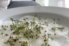 Kresse s&auml;en auf Wattepads