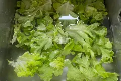 Labberiger Salat wieder sch&ouml;n knackig