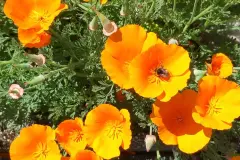 Bl&uuml;tenpracht, Nahrung f&uuml;r Bienen und Insekten